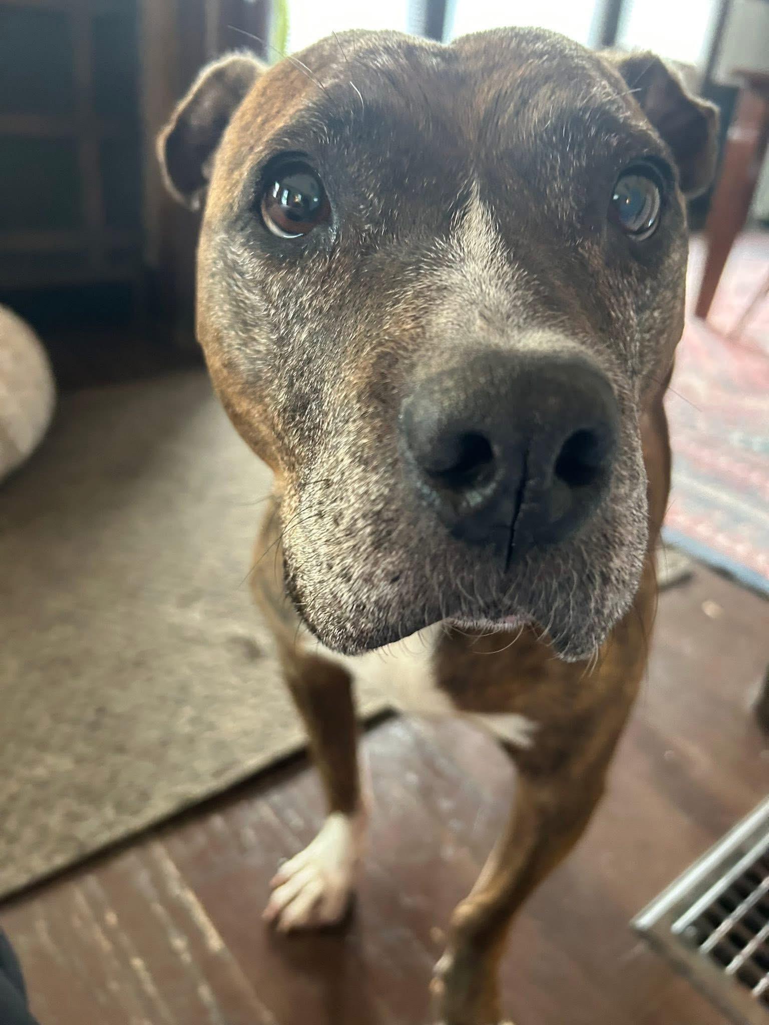 Enlarge Fresa, a ADOPTABLE mixed breed in Greenwood, IN image 4/6