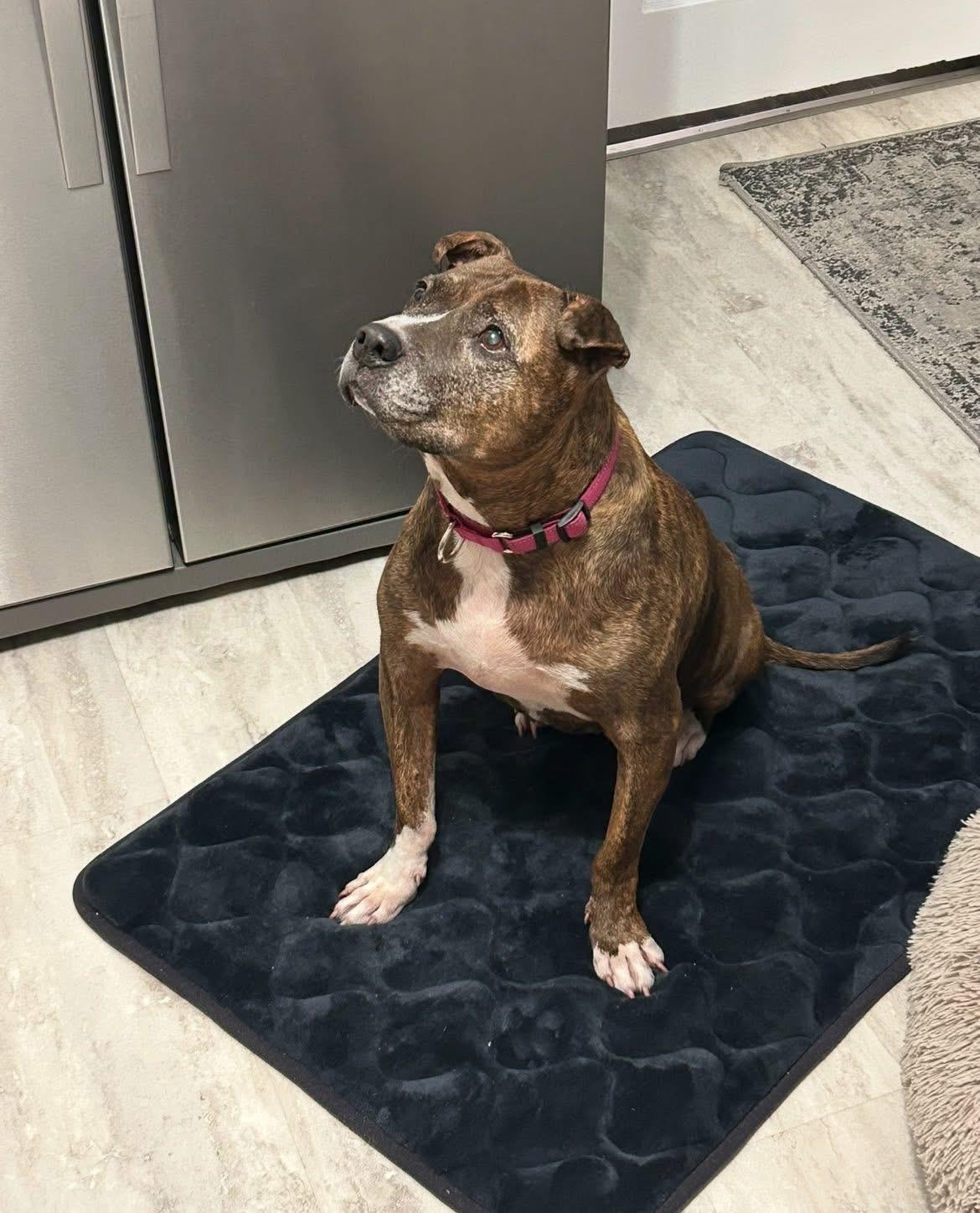 Enlarge Fresa, a ADOPTABLE mixed breed in Greenwood, IN image 5/6