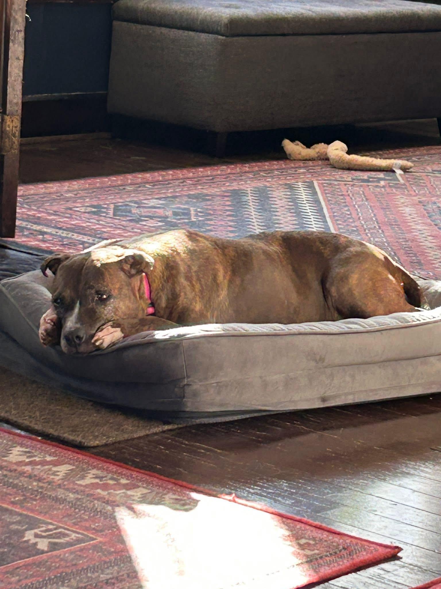 Enlarge Fresa, a ADOPTABLE mixed breed in Greenwood, IN image 3/6