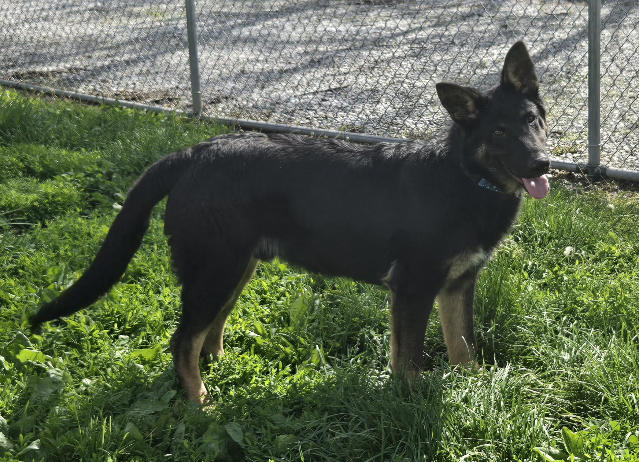 Falco, adopted, Puppy Male German Shepherd Dog.