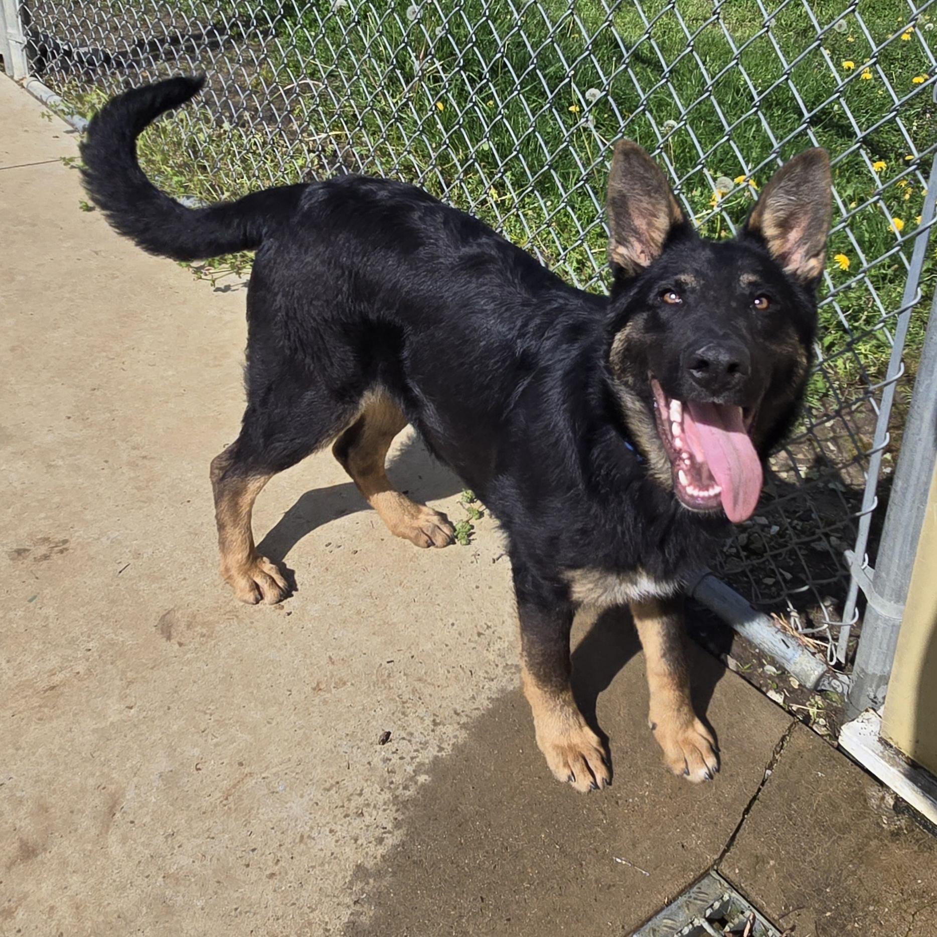 Falco, an adopted German Shepherd Dog in Keokuk, IA image 4/5