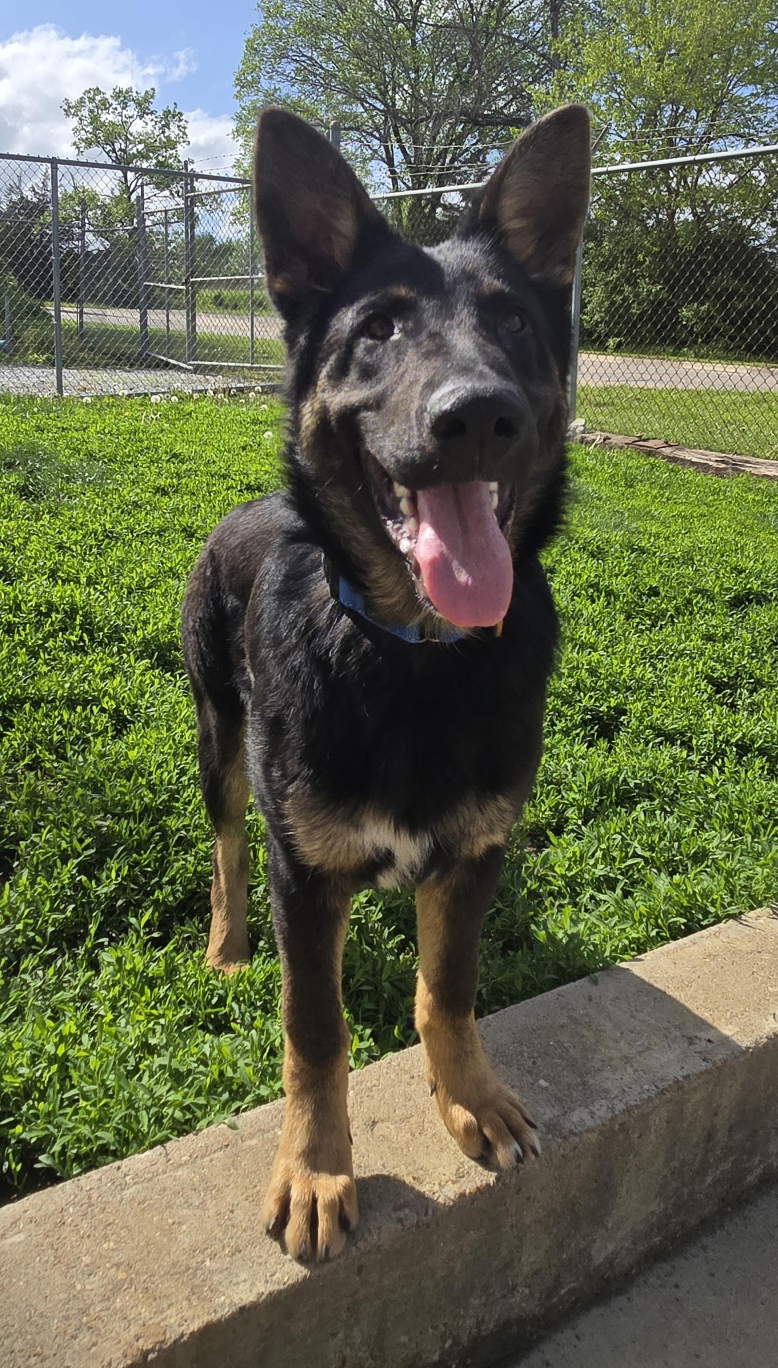 Falco, an adopted German Shepherd Dog in Keokuk, IA image 3/5