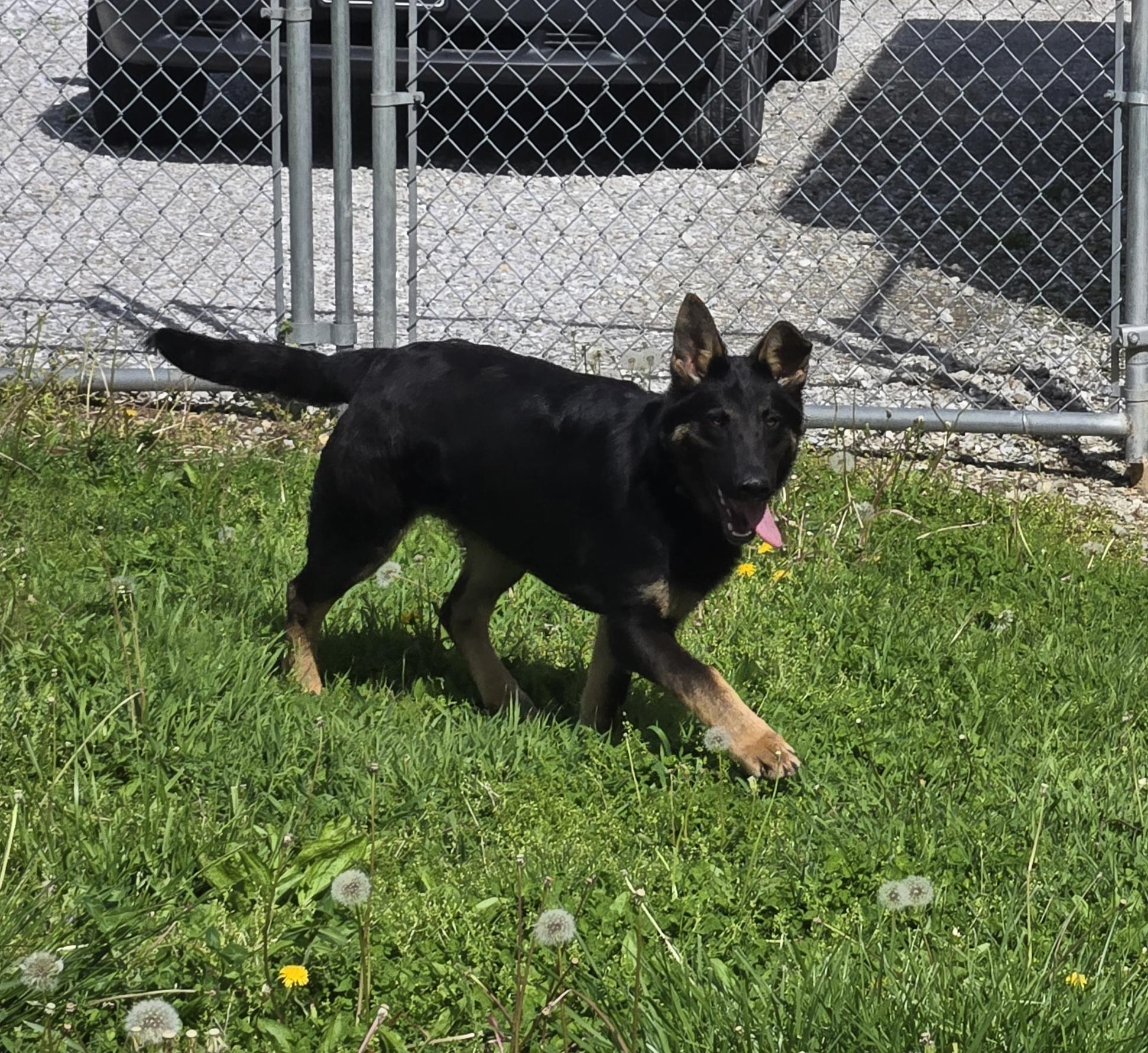 Falco, an adopted German Shepherd Dog in Keokuk, IA image 2/5