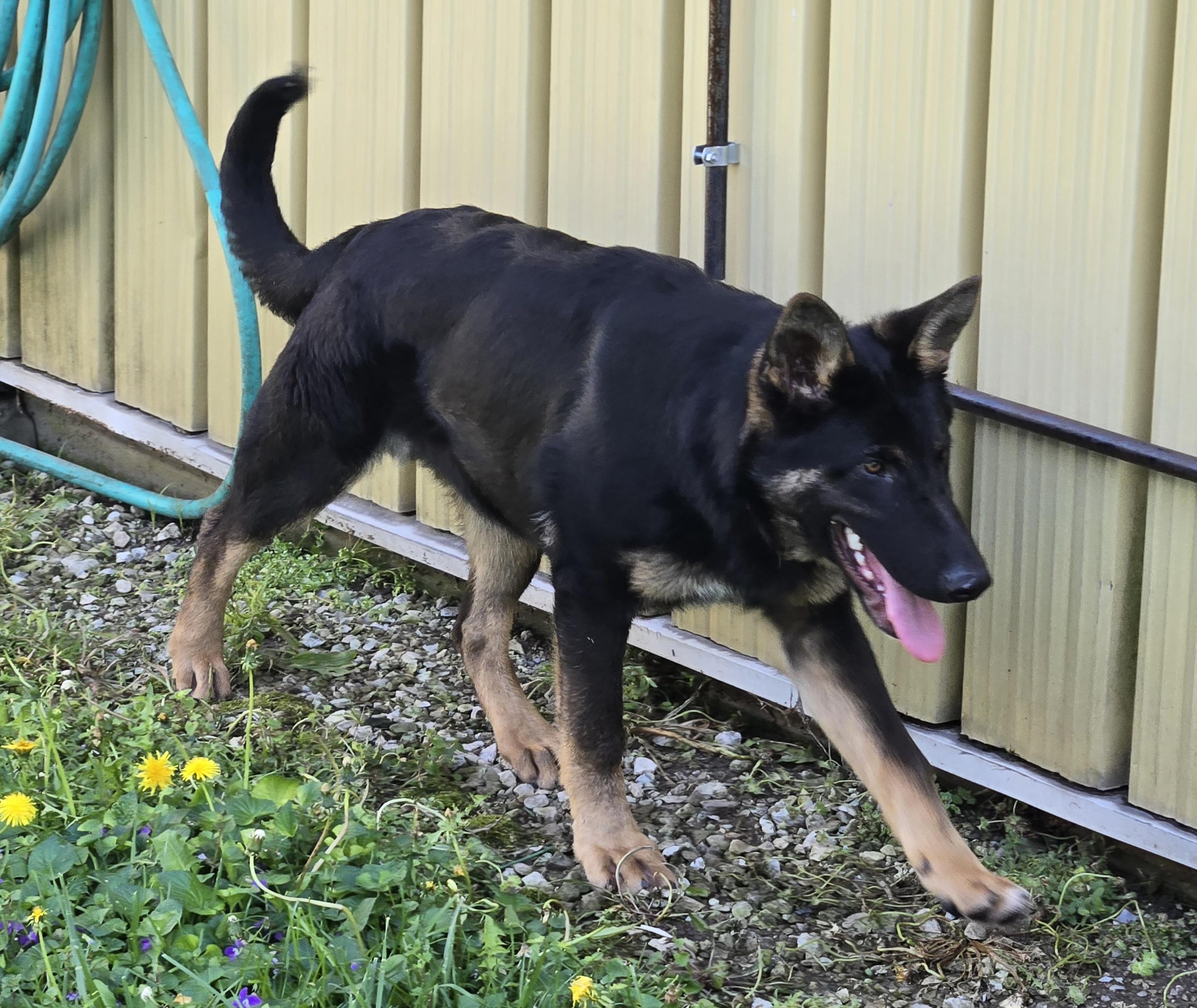 Falco, an adopted German Shepherd Dog in Keokuk, IA image 5/5