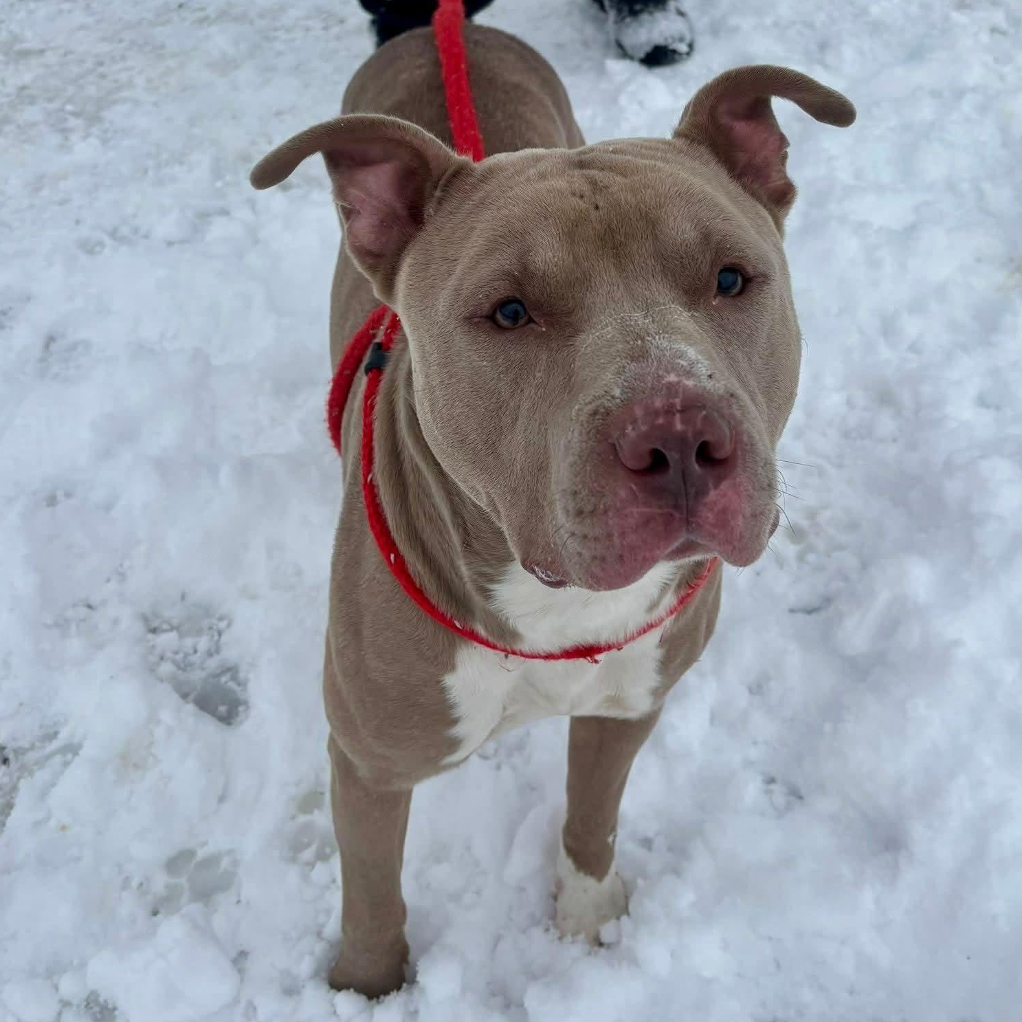 Enlarge Gabriel, a ADOPTABLE Terrier in North Syracuse, NY image 3/4
