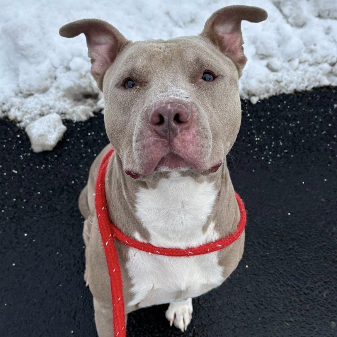 Enlarge Gabriel, a ADOPTABLE Terrier in North Syracuse, NY image 4/4