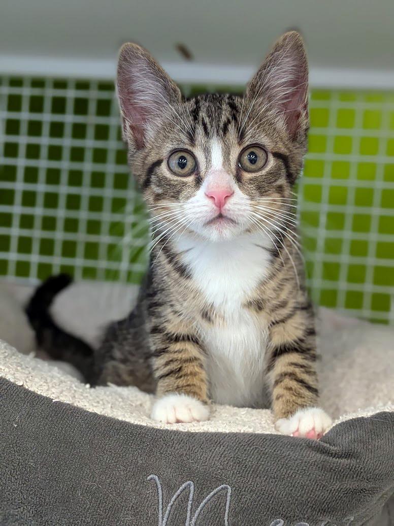 Kahuna, adopted, Kitten Male Domestic Short Hair & Tiger.