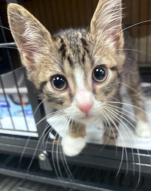 Kahuna, ADOPTABLE, Kitten Male Domestic Short Hair & Tiger.