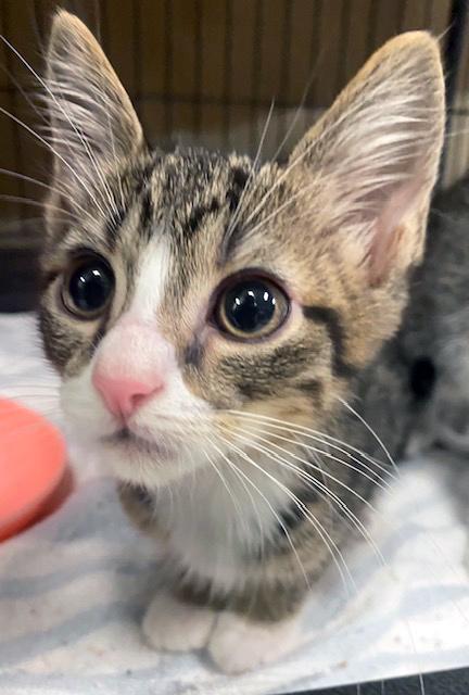 Enlarge Kahuna, a ADOPTABLE mixed breed in Lake Monroe, FL image 2/2