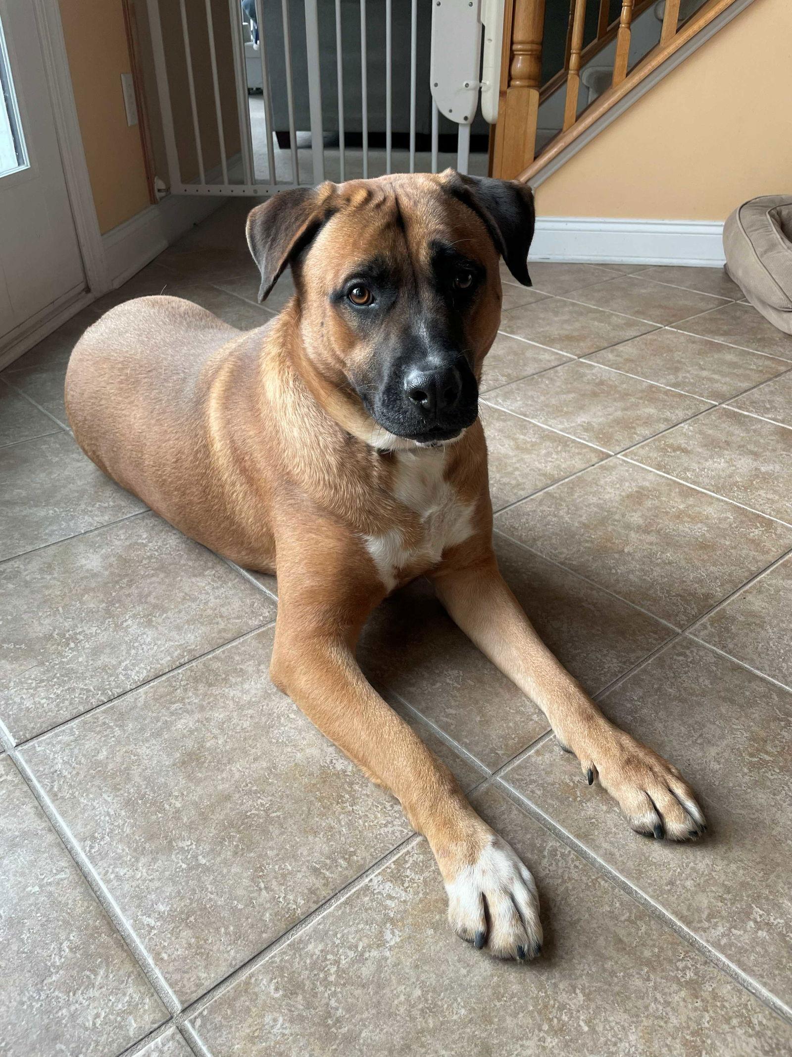 Enlarge Perry, a Adoptable Mixed Breed in Cliffwood, NJ image 2/3