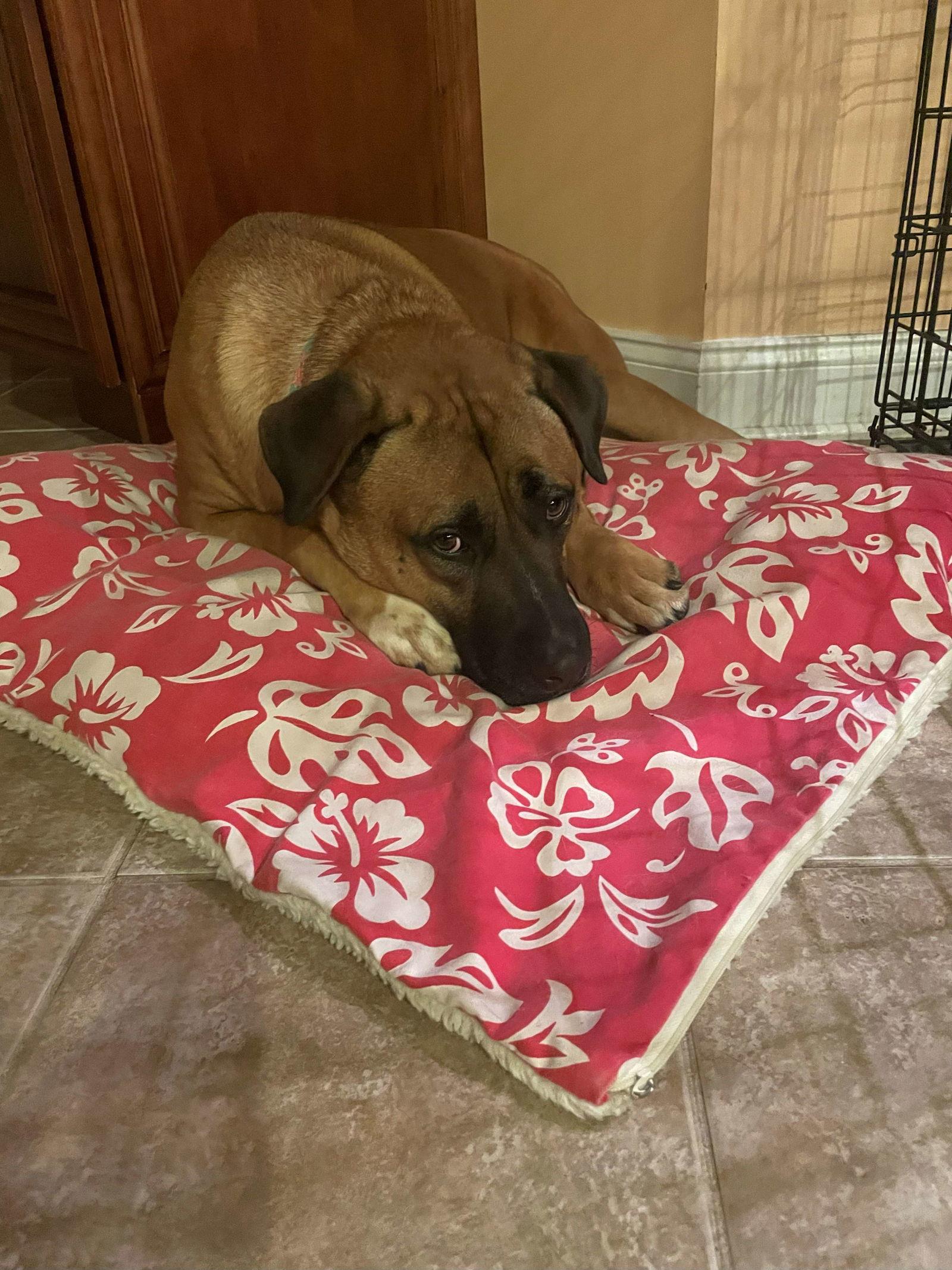 Enlarge Perry, a Adoptable Mixed Breed in Cliffwood, NJ image 3/3