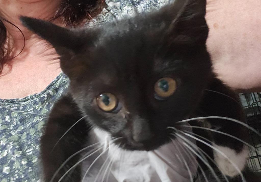 Milkweed, a Adoptable Domestic Short Hair in Sayreville, NJ image 3/4