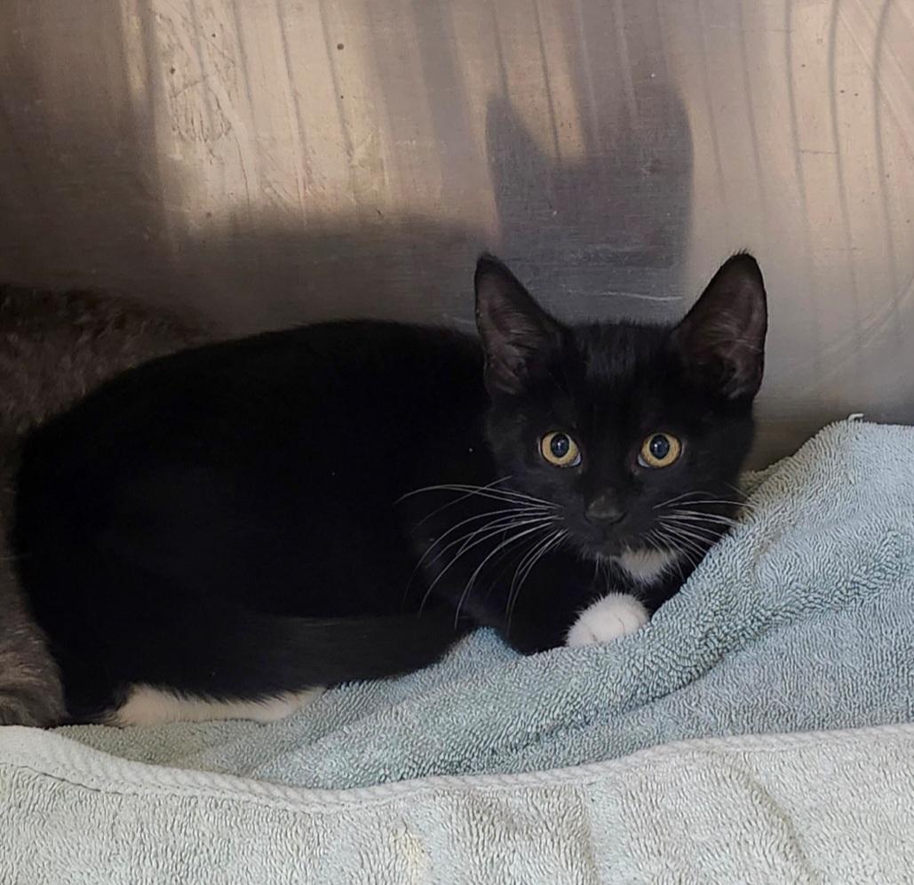 Milkweed, a Adoptable Domestic Short Hair in Sayreville, NJ image 2/4