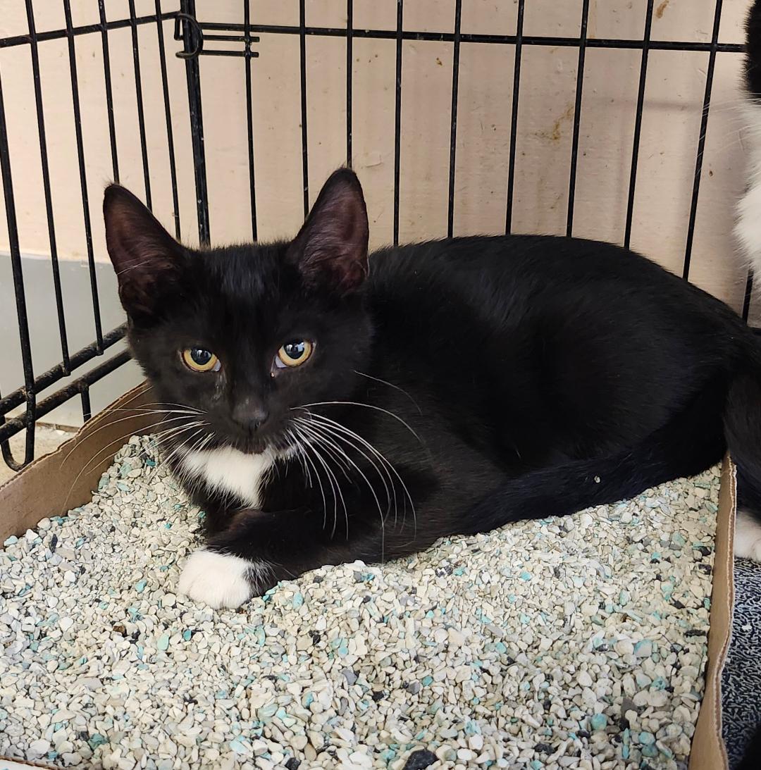 Milkweed, a Adoptable Domestic Short Hair in Sayreville, NJ image 1/4