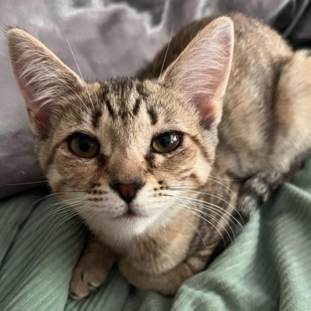 Jasmine, Adoptable, Young Female Domestic Short Hair.