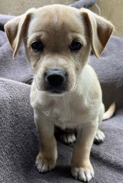 Enlarge Buttercup Puerto Rico, a Adopted mixed breed in Cuba, NY image 1/2