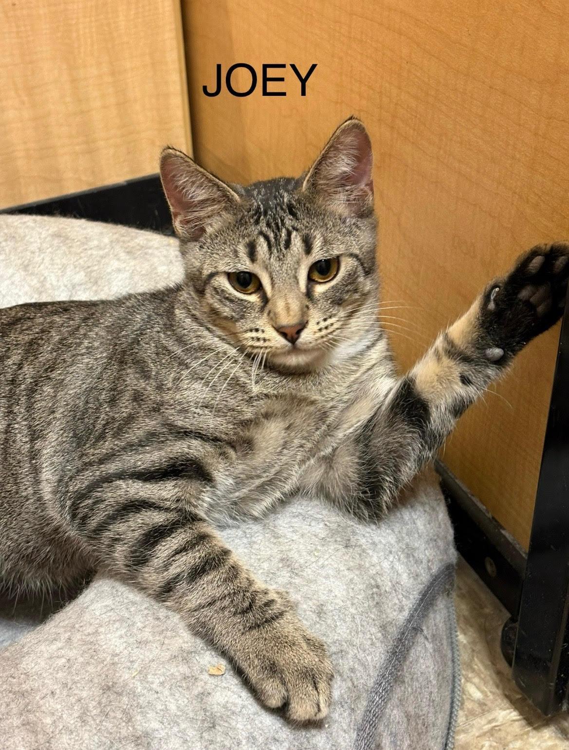 Joey, ADOPTABLE, Kitten Male Domestic Short Hair.