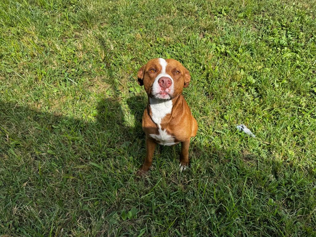 Barney, Adoptable, Young Male Mixed Breed.