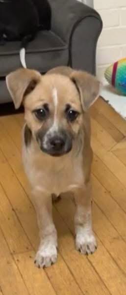 Enlarge Bindi, an adopted mixed breed in Woodbury, NJ image 1/2