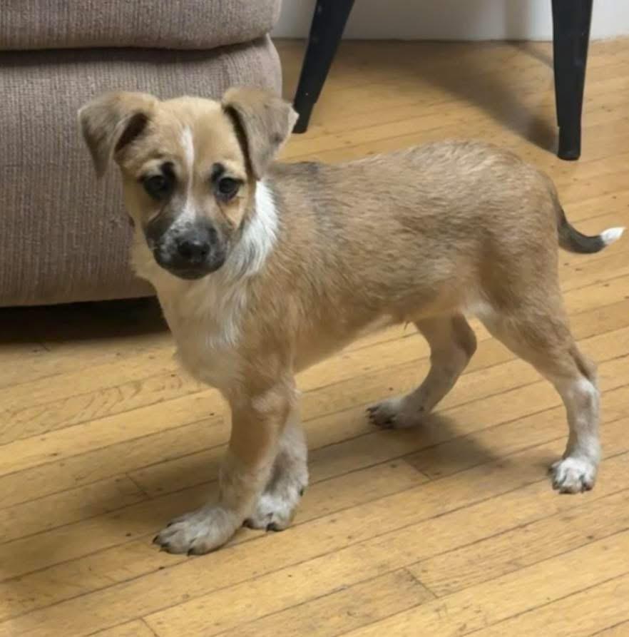 Enlarge Bindi, an adopted mixed breed in Woodbury, NJ image 2/2