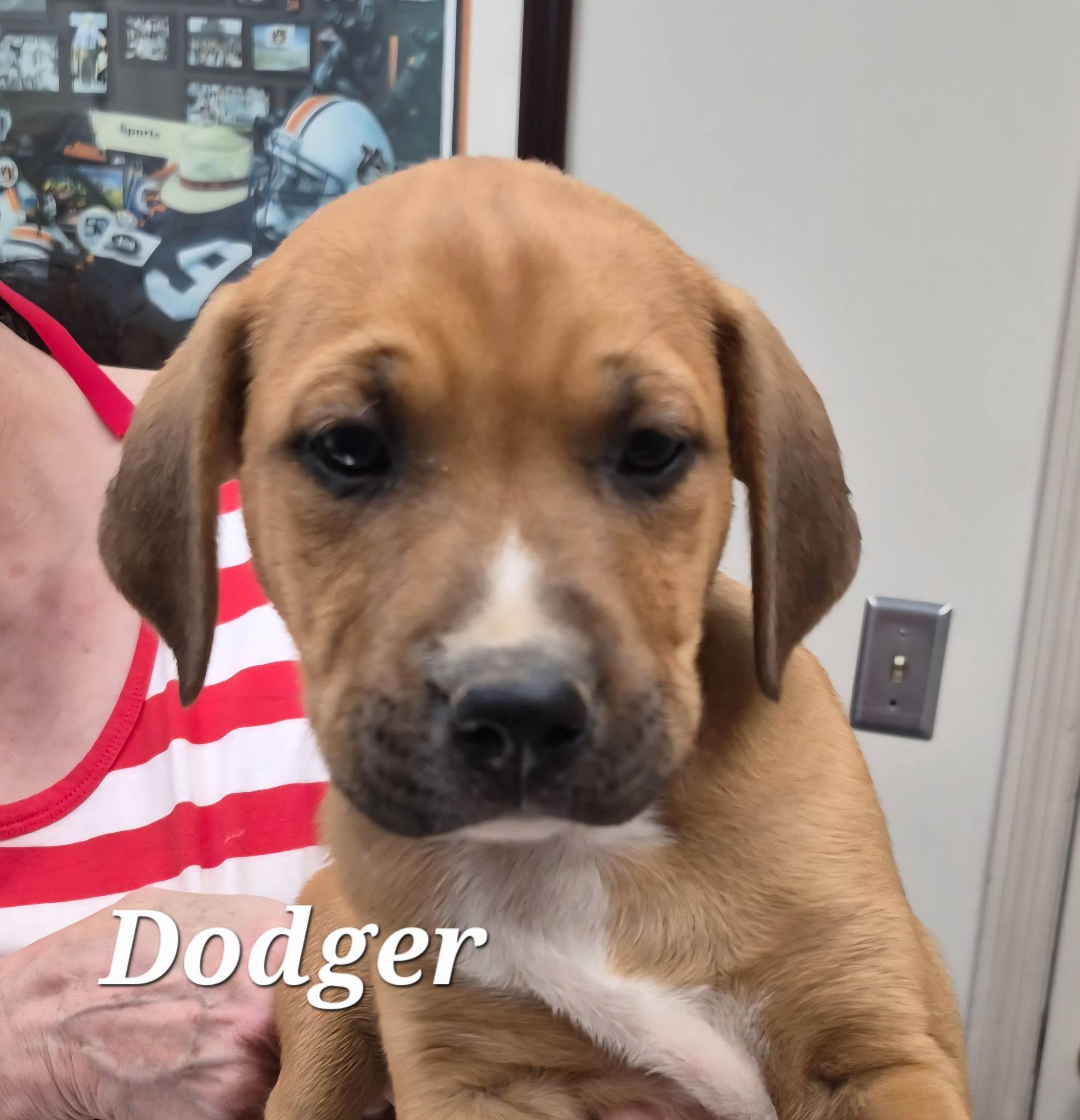 Enlarge Dodger, a ADOPTABLE Mixed Breed in Cullman, AL image 2/2