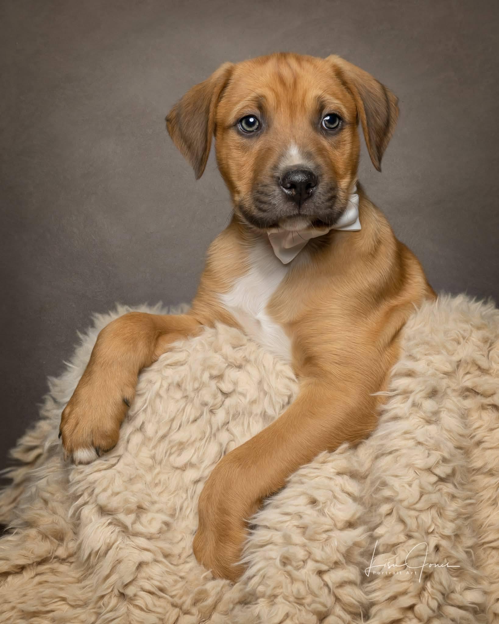Dodger, ADOPTABLE, Puppy Male Mixed Breed.
