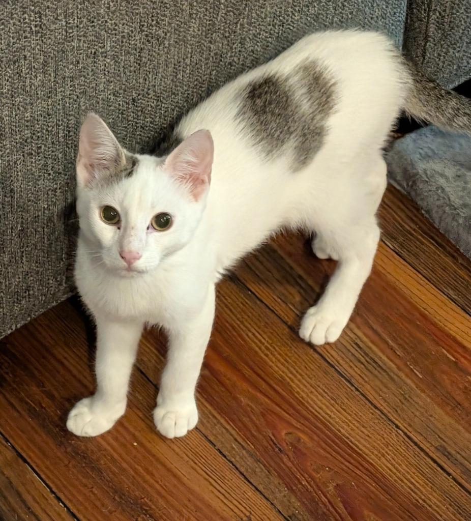 Uno, Adoptable, Kitten Female Domestic Short Hair.