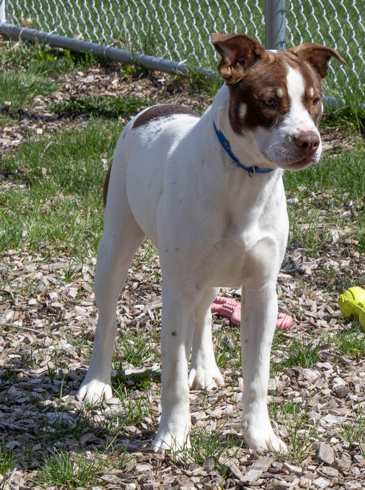 Rainbow Dash, an adoptable Husky in Mount Pleasant, MI, 48858 | Photo Image 3