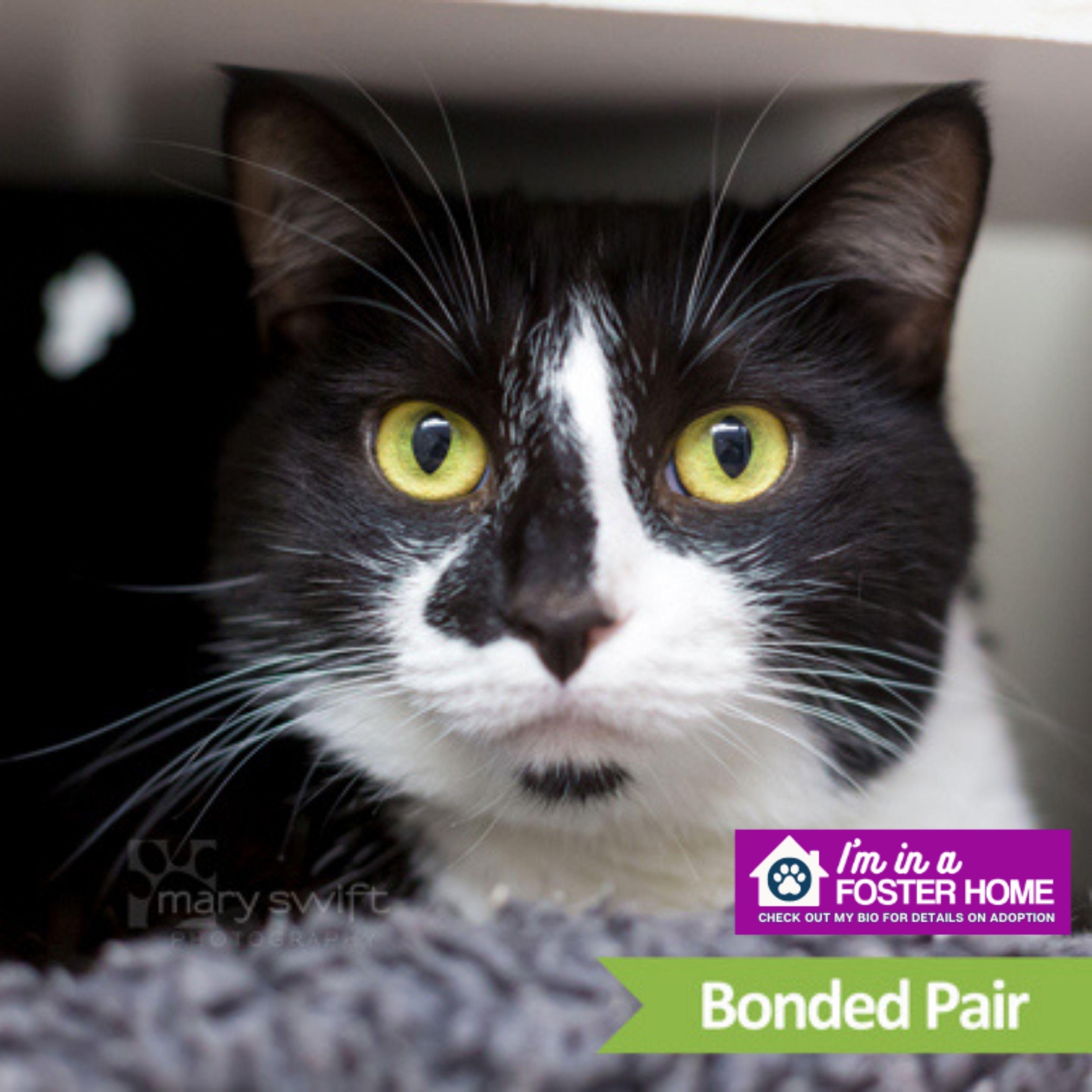 Roxie (bonded with Walker), ADOPTABLE, Adult Female Domestic Short Hair.