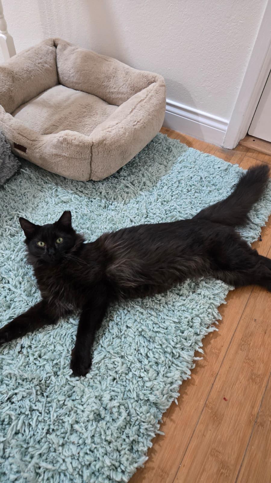 FELIX, a ADOPTABLE Domestic Long Hair in Santa Ana, CA image 3/5