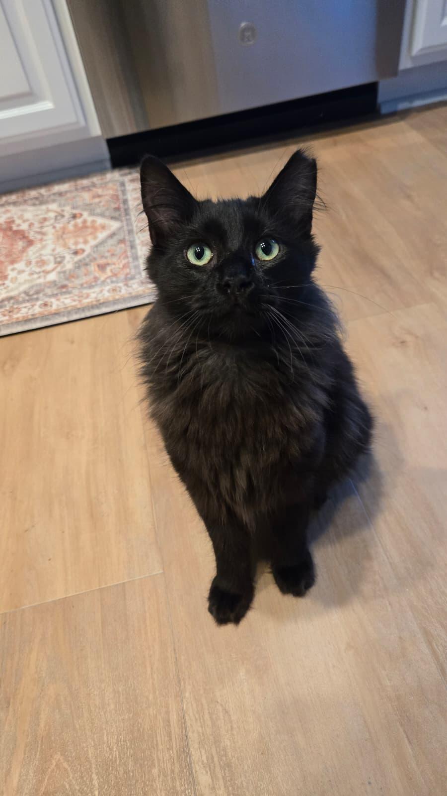 FELIX, a ADOPTABLE Domestic Long Hair in Santa Ana, CA image 4/5