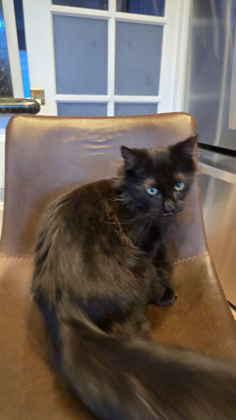 FELIX, a ADOPTABLE Domestic Long Hair in Santa Ana, CA image 5/5