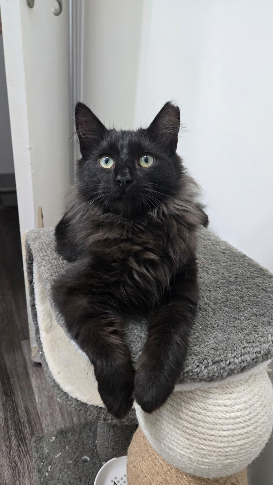 FELIX, a ADOPTABLE Domestic Long Hair in Santa Ana, CA image 1/5