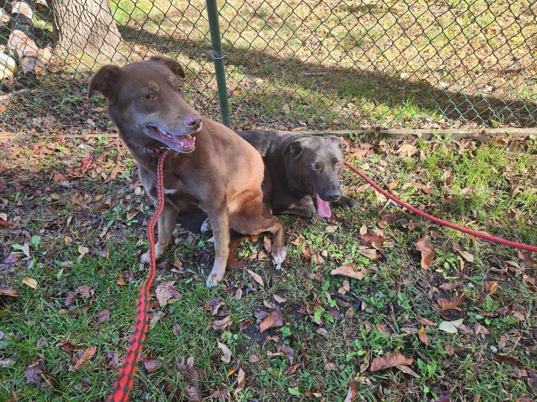 Kona and Max, Adopted, Adult Female Labrador Retriever & Shepherd.