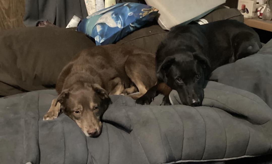 Enlarge Kona and Max, a Adopted mixed breed in Scotch Plains, NJ image 2/6