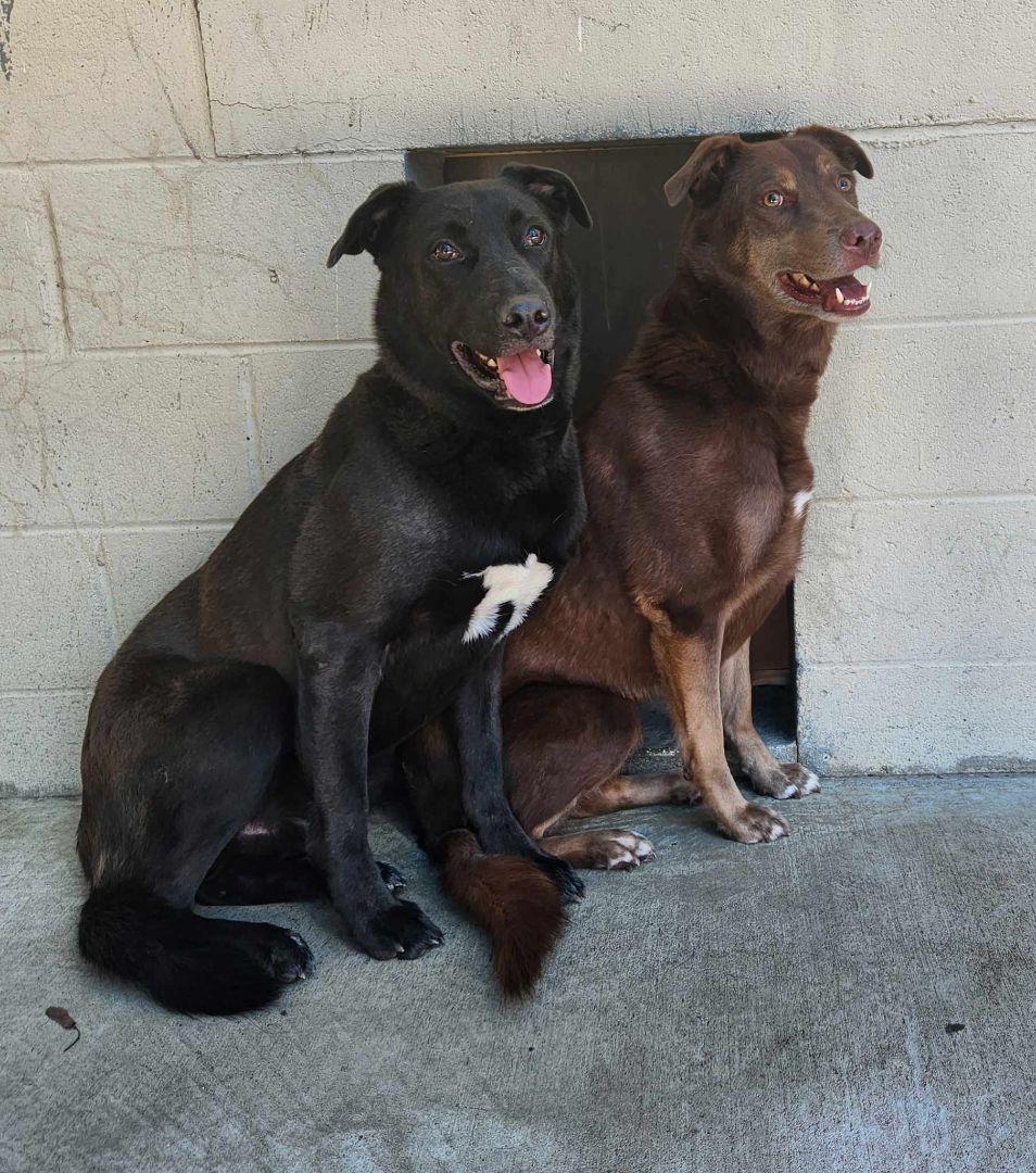 Enlarge Kona and Max, a Adopted mixed breed in Scotch Plains, NJ image 3/6