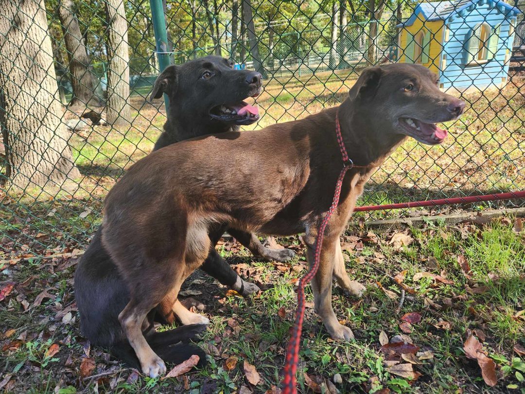 Enlarge Kona and Max, a Adopted mixed breed in Scotch Plains, NJ image 4/6