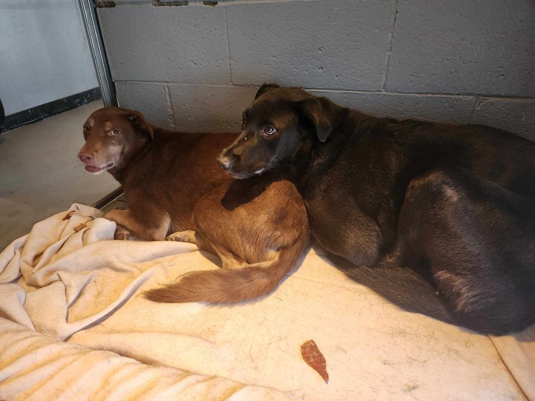 Enlarge Kona and Max, a Adopted mixed breed in Scotch Plains, NJ image 5/6