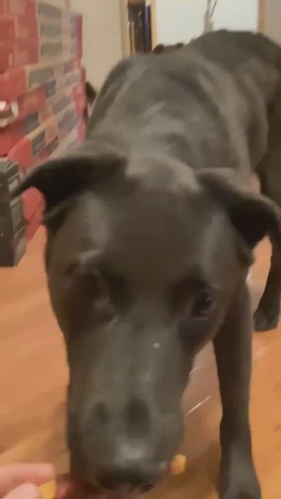 Enlarge Kona and Max, a Adopted mixed breed in Scotch Plains, NJ video 6/6