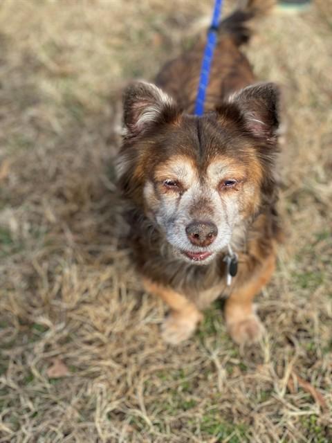 COCO, Adoptable, Senior Female Chihuahua.