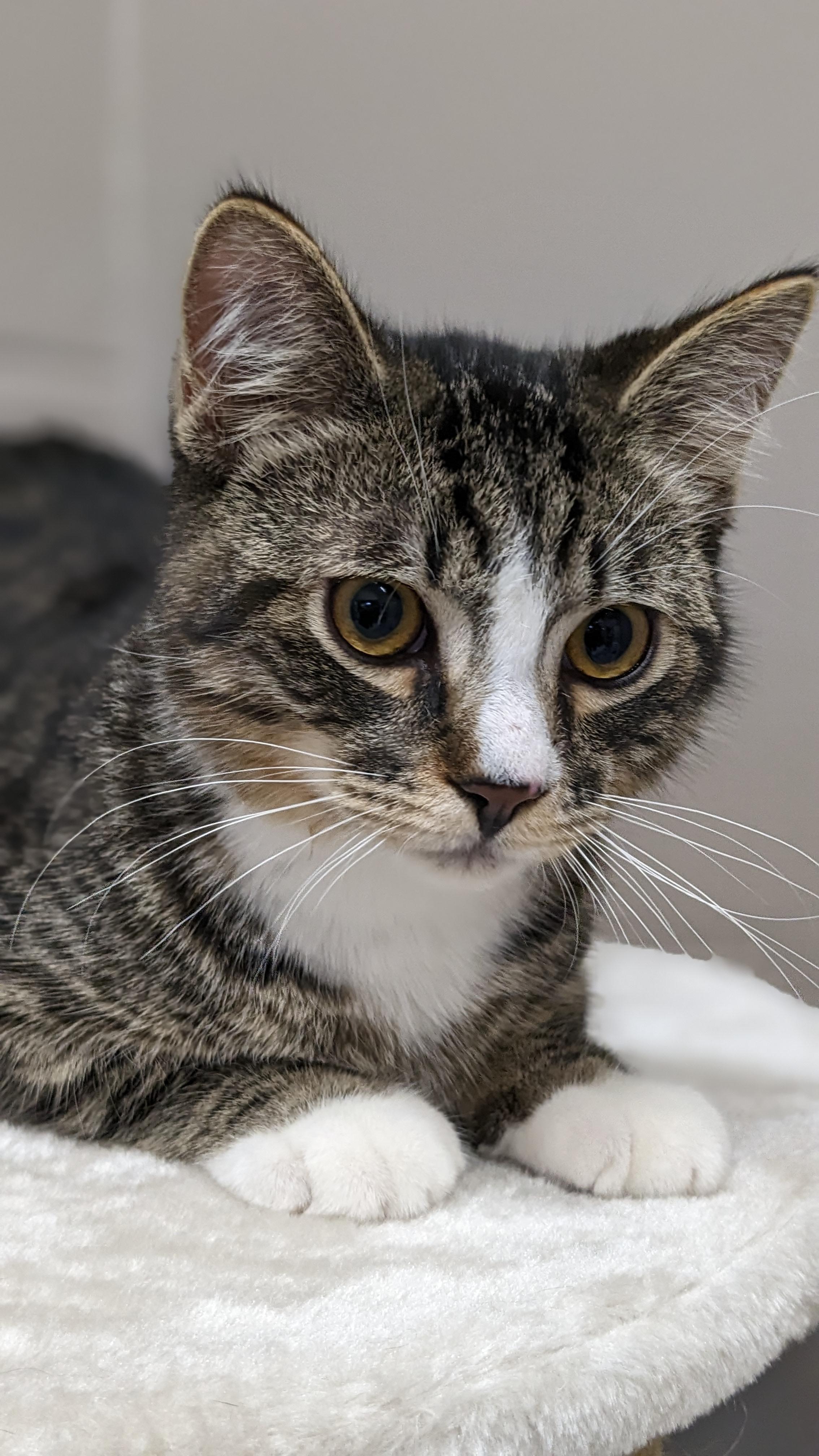 Enlarge Simon, a Adopted Domestic Short Hair in Kamloops, BC image 2/6