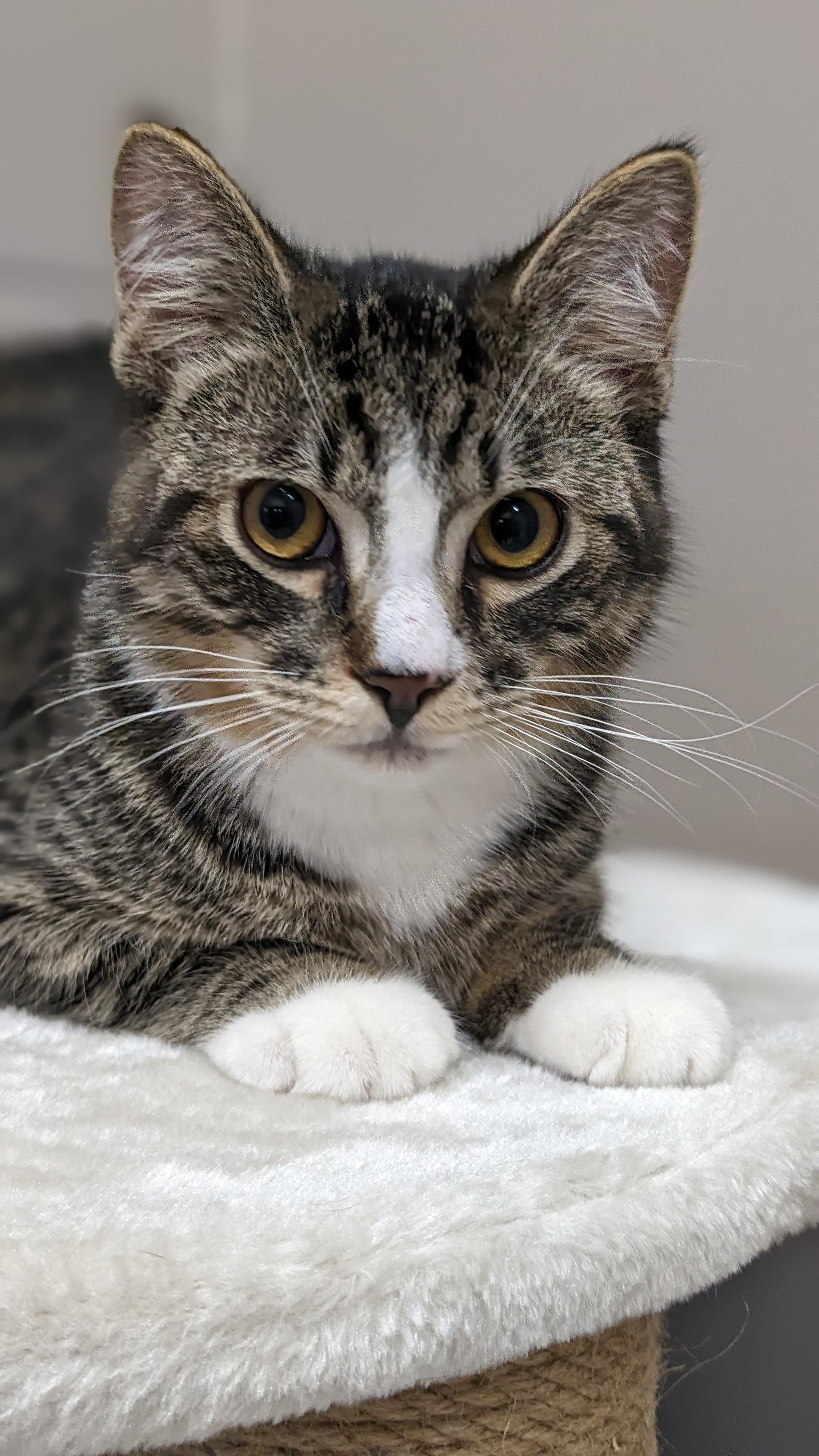 Enlarge Simon, a Adopted Domestic Short Hair in Kamloops, BC image 3/6