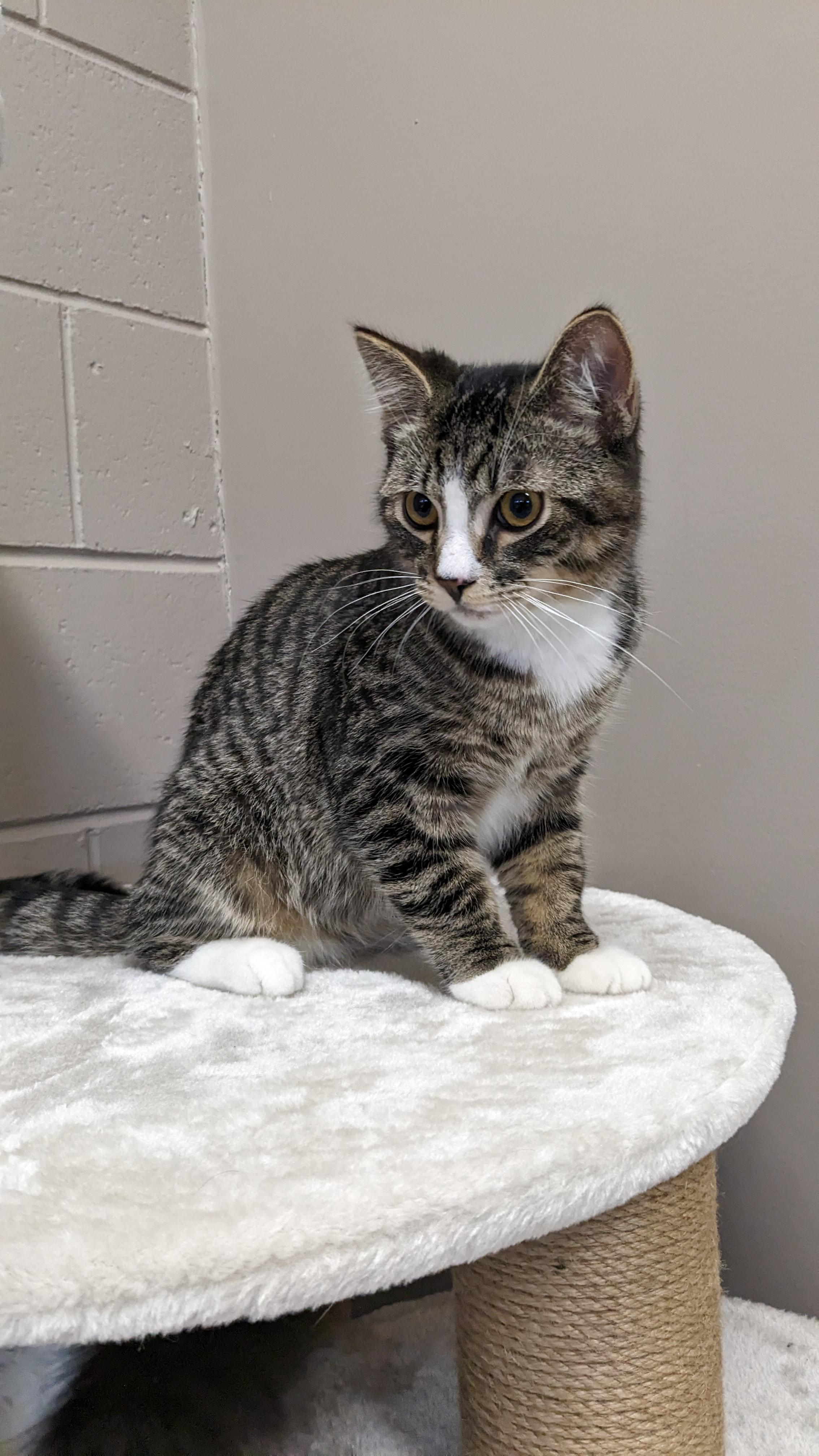 Enlarge Simon, a Adopted Domestic Short Hair in Kamloops, BC image 5/6