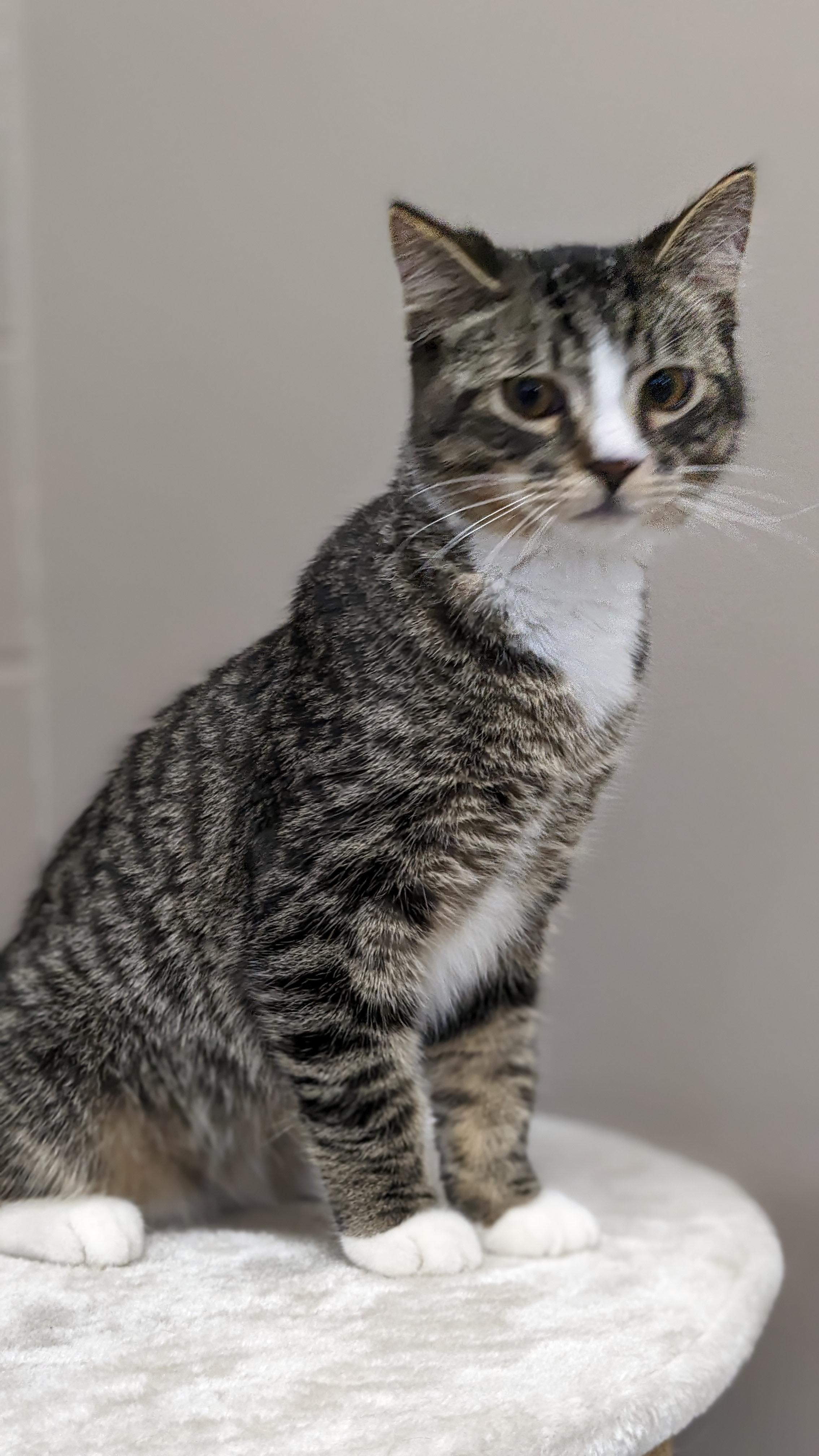 Enlarge Simon, a Adopted Domestic Short Hair in Kamloops, BC image 6/6