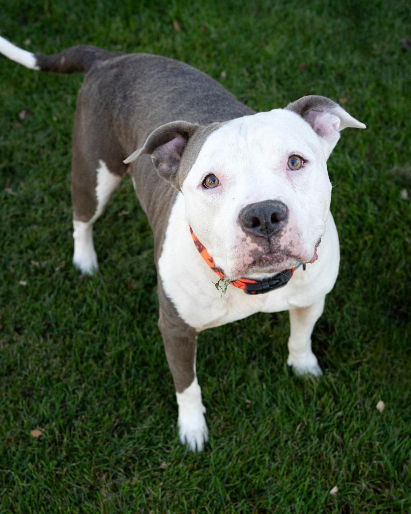Enlarge Porky, a Adoptable Pit Bull Terrier in Boone, IA image 1/1