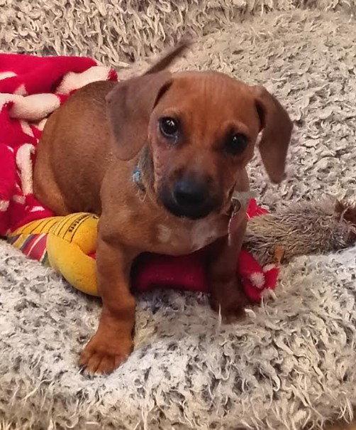 Tot, Adopted, Puppy Male Dachshund.