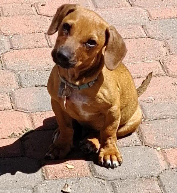 Tot, a Adopted Dachshund in San Diego, CA image 2/3