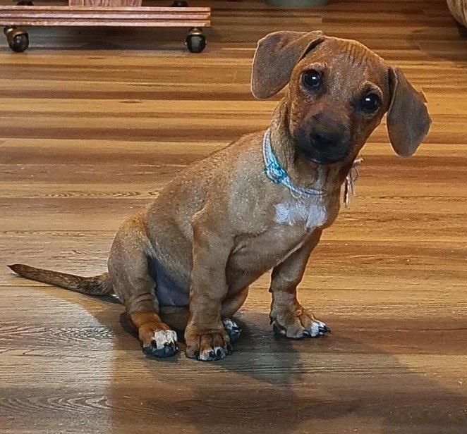 Tot, a Adopted Dachshund in San Diego, CA image 3/3