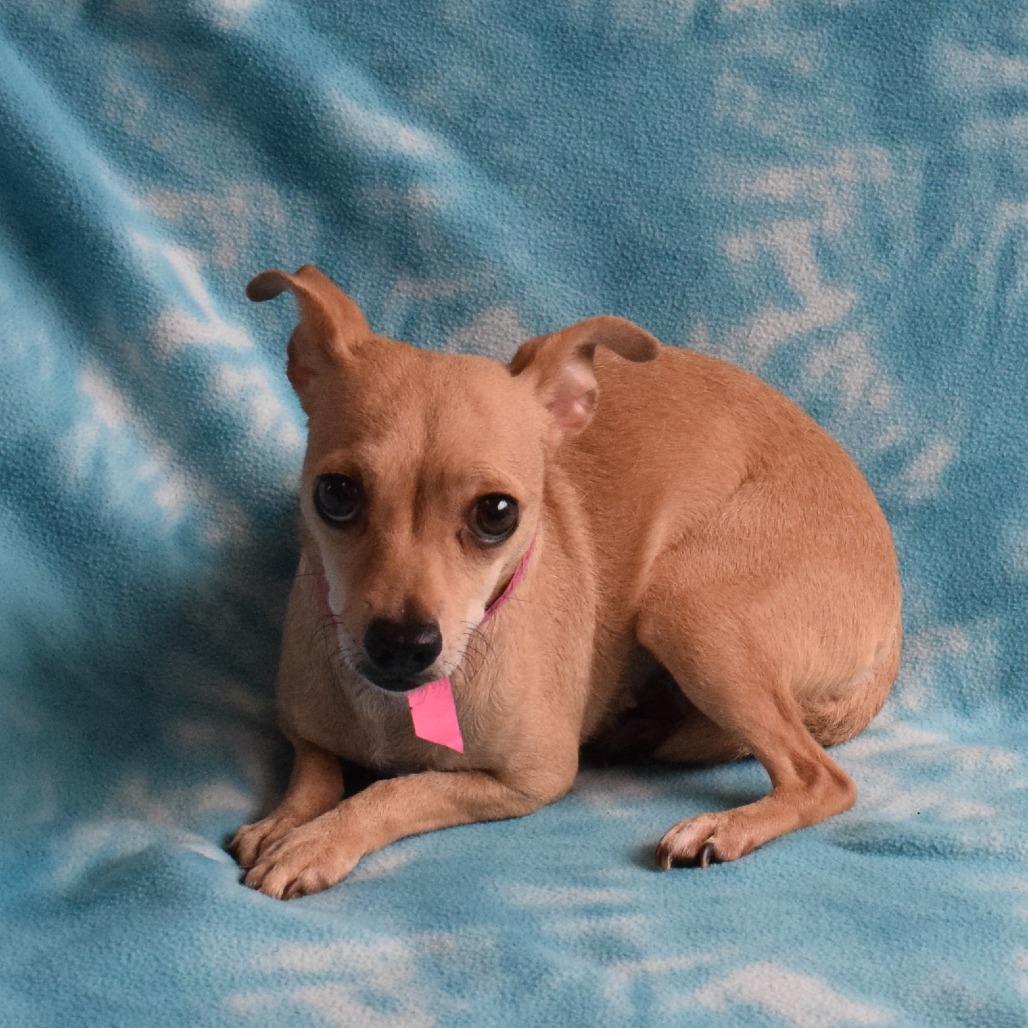 Ruby, Adoptable, Young Female Chihuahua.