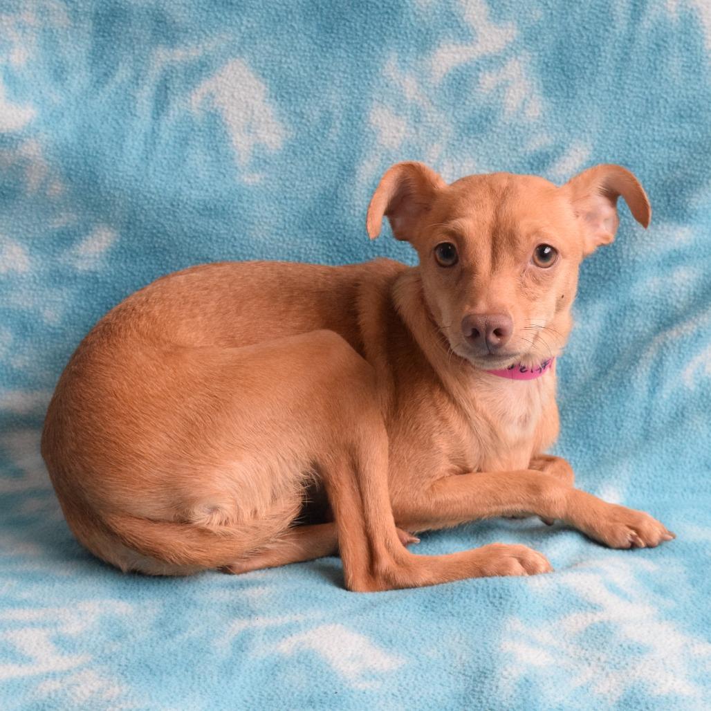 Enlarge Ruby, a Adoptable Chihuahua in Eureka, CA image 2/3